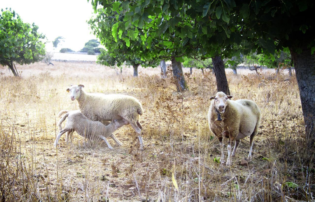 Agroturismo Can Pere Rei Son Serra de Marina Bagian luar foto